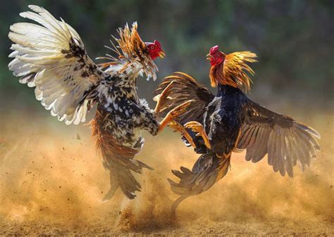 sabong manok png download .